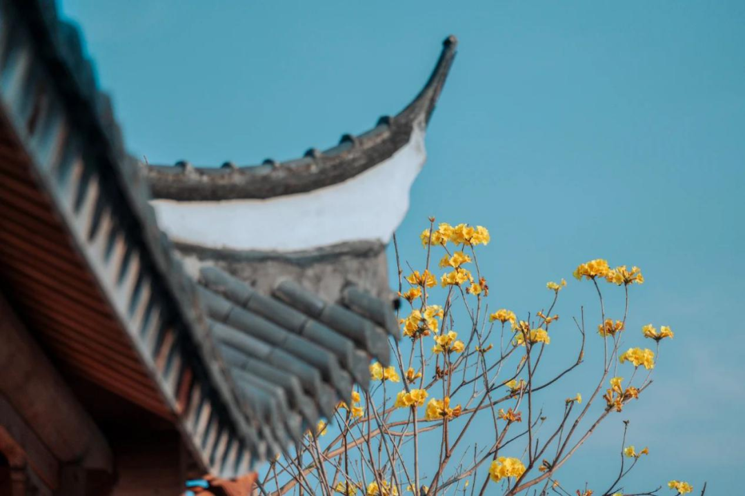 台江文旅LOGO设计发布 台江文旅LOGO设计发布.5图片